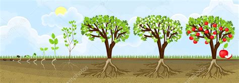 Life cycle of apple tree. Stages of growth from seed and sprout to adult plant with fruits