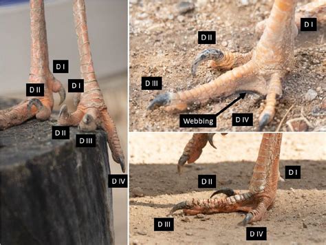 Observation of Claw Use and Feeding Behavior of the Red-Legged Seriema and Its Implication for ...