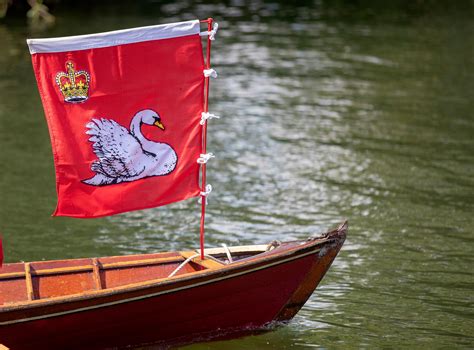 Swan upping on the Thames: counting the Queen's birds – in pictures | Thames, Mute swan, Swan