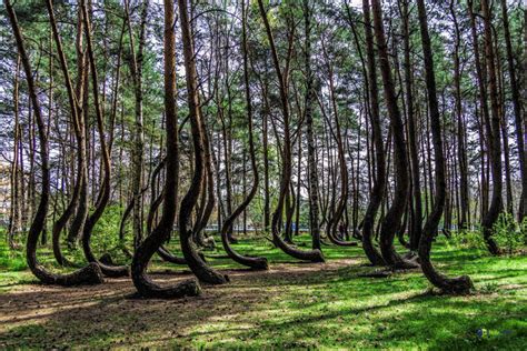 Why Poland's Crooked Forest Of Krzywy Las Is Crooked