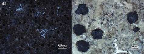 Microstructures of the inner core produced by ductile iron D | Download ...