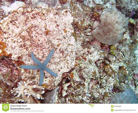 Starfish on the coral reef stock photo. Image of cave - 30903688