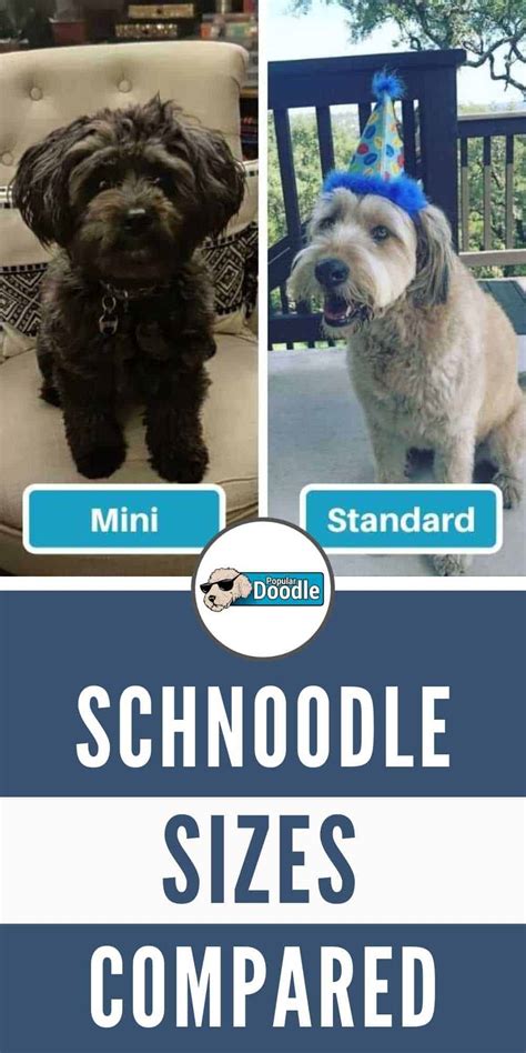 Schnoodle Size Full Grown: How Big Do Schnoodles Get? (Toy, Mini, Standard, Giant)