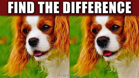 Spot The Difference Dog