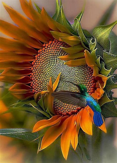 hummingbird and sunflower – Mythotherapy