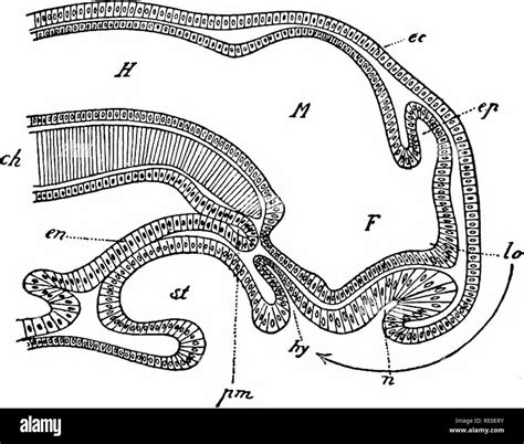 Examples Of Protochordata