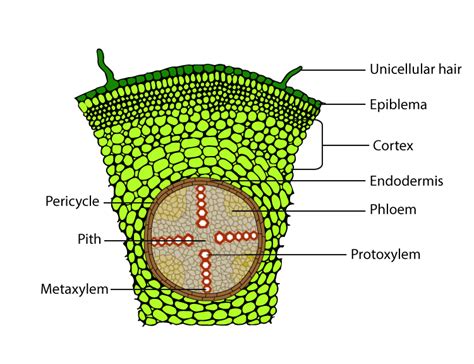 Preparation And Study Of T.S Of Dicot And Monocot Roots And Stems(Primary)