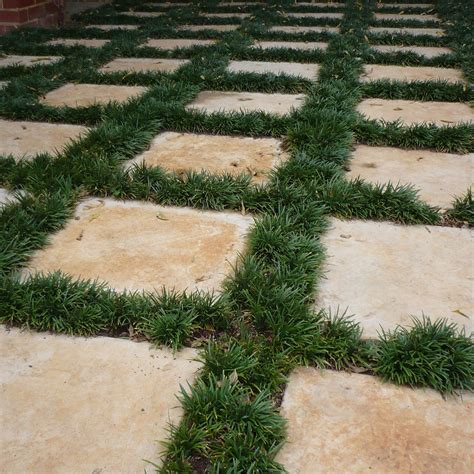 Mondo Grass, Dwarf – John Renfroe | Landscape Architect