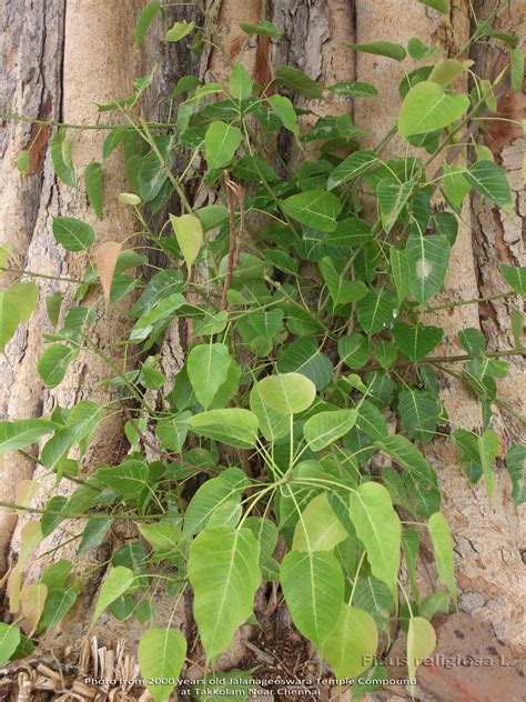 Medicinal Plants: Ficus religiosa Pipal ashwattha Arasa maram Ravi chettu Bodhi Vriksh