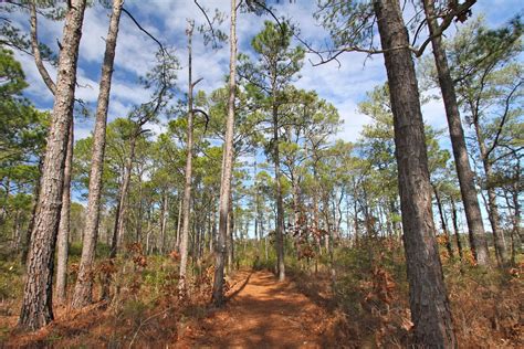 How to Spend an Exciting Day at the Croatan National Forest - Spinnaker's Reach Realty