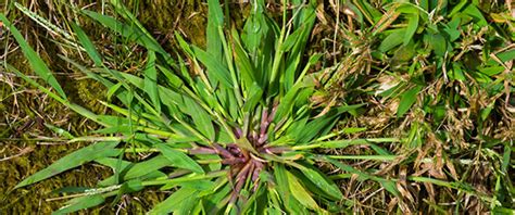 What Does Crabgrass Look Like - What is Crabgrass | Crabgrass ...