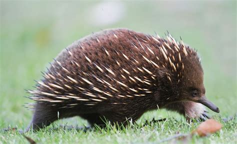 Adorable echidna babies boost hope for critically endangered cousins