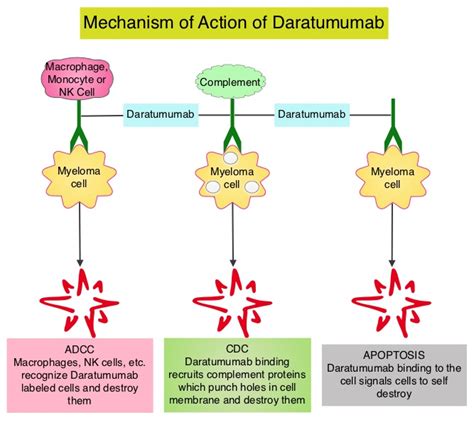 FDA Approves Subcutaneous DARZALEX® in Multiple Myeloma – OncoPrescribe