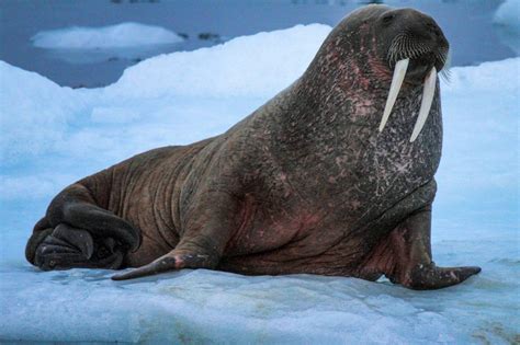 A walrus on an ice flow in Greenland. Photo by Aqqa Rosing Asvid