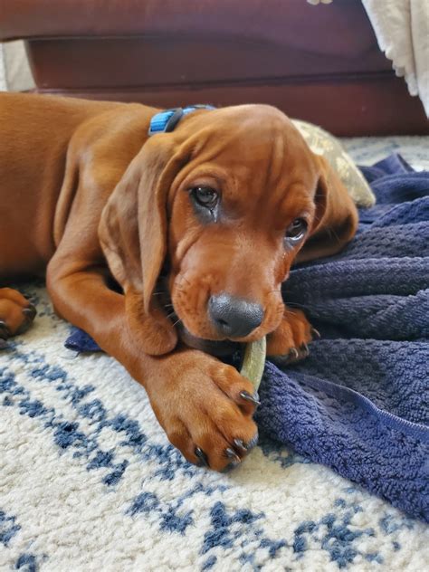 Redbone Coonhound Male Puppy- 9 weeks old : r/Hounds