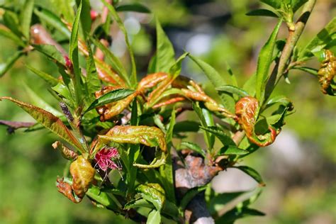 Peach Tree Fungus » Tips for Identifying & Control