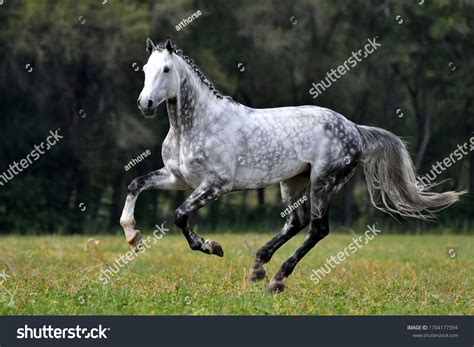 Light Dapple Grey Horse