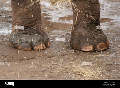 Asian elephant feet hi-res stock photography and images - Alamy