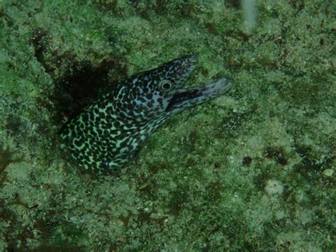 Spotted Moray Eel | Belize, size 1 1/2 to 4 feet | Timothy Wildey | Flickr