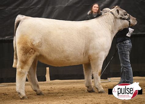 Jackrabbit Memorial Jackpot | Breeding Heifers – Charolais Composite Ring A | The Pulse