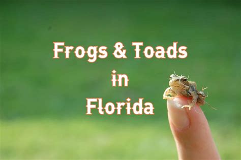 31 Frogs and Toads in Florida: Species, Images & Sounds