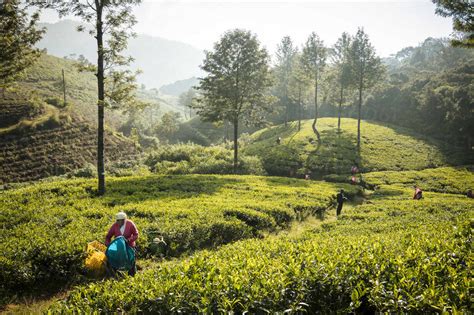 Tea estate, Nuwara Eliya, Central Province, Sri Lanka, Asia stock photo