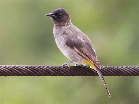 Common Bulbul - eBird