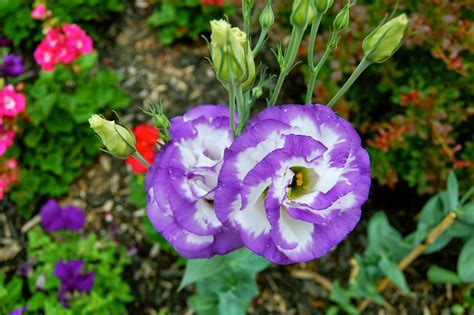 Flower Photos: Most Expensive Flowers - Lisianthus