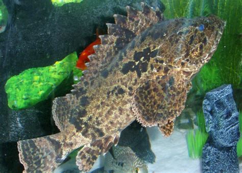 Photo #3 - "karn" My Bullrout Stonefish (poisonous...