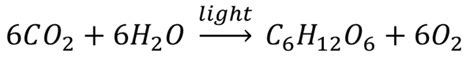 Photosynthesis - Key Stage Wiki