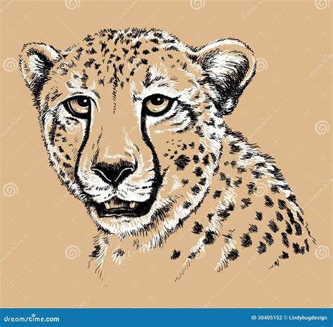 Sketch of a Cheetah's face stock vector. Image of wild - 30405152