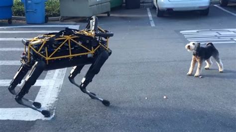 Robot dog vs. real dog is the ultimate canine showdown | Mashable