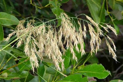 Phragmites australis