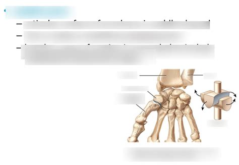 saddle joint Diagram | Quizlet