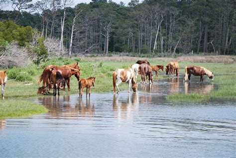 How To See The Chincoteague Ponies - Chincoteague Travel Blog