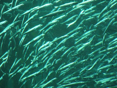 Shoal pilchards photo and wallpaper. Cute Shoal pilchards pictures