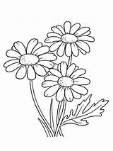 Daisy Flower Coloring Page sketch template
