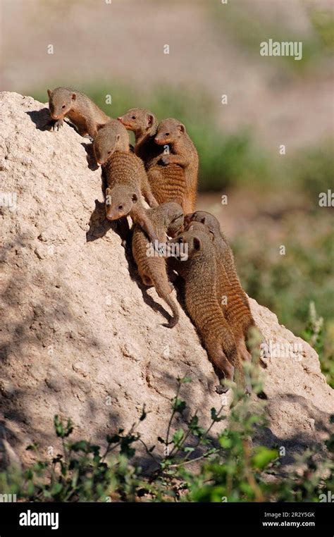 Zebra mongoose, banded mongooses (Mungos mungo), Predators, Mammals, Creeping cats, Animals ...