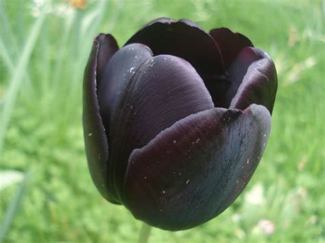 Black Tulips wallpaper | 1024x768 | #66263