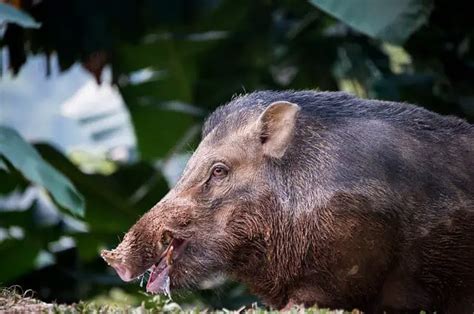 Wild Boar - Description, Habitat, Image, Diet, and Interesting Facts