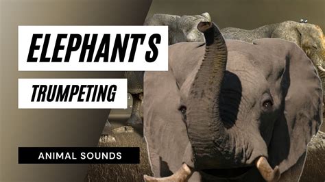 The Animal Sounds: Elephant's Trumpeting / Sound Effect / Animation ...