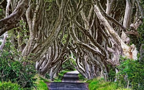 Travel Trip Journey : “The Dark Hedges” A Magical Tree Lined Road in Ireland