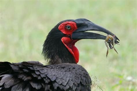 Birds On Safari: 10 Most Common African Birds in the Savanna