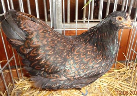 Barnevelder Chickens: The Ultimate Guide - Mranimal Farm