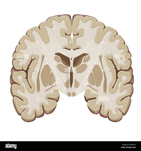 Corte coronal del cerebro fotografías e imágenes de alta resolución - Alamy