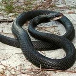 black garden snake florida | Fasci Garden