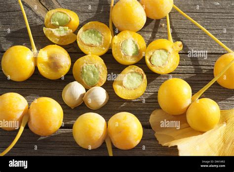 Ginkgo-fruits Stock Photo: 67027942 - Alamy