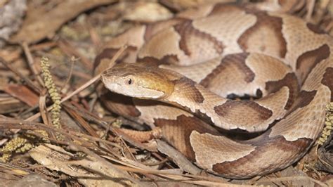 Speaking of Health: Venomous Snake Bites | wltx.com