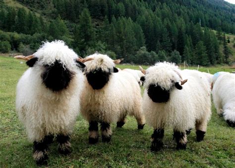 fluffy sheep – fluffy sheep breeds – Empiretory