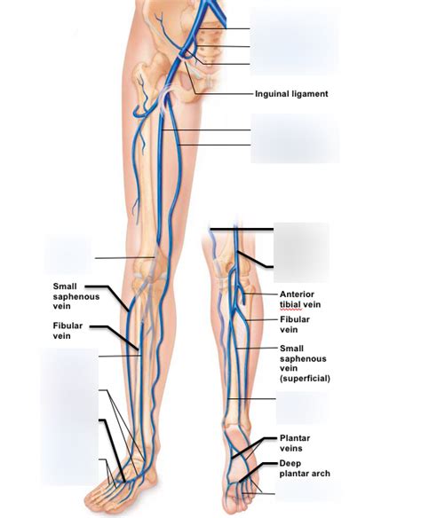 leg veins Diagram | Quizlet